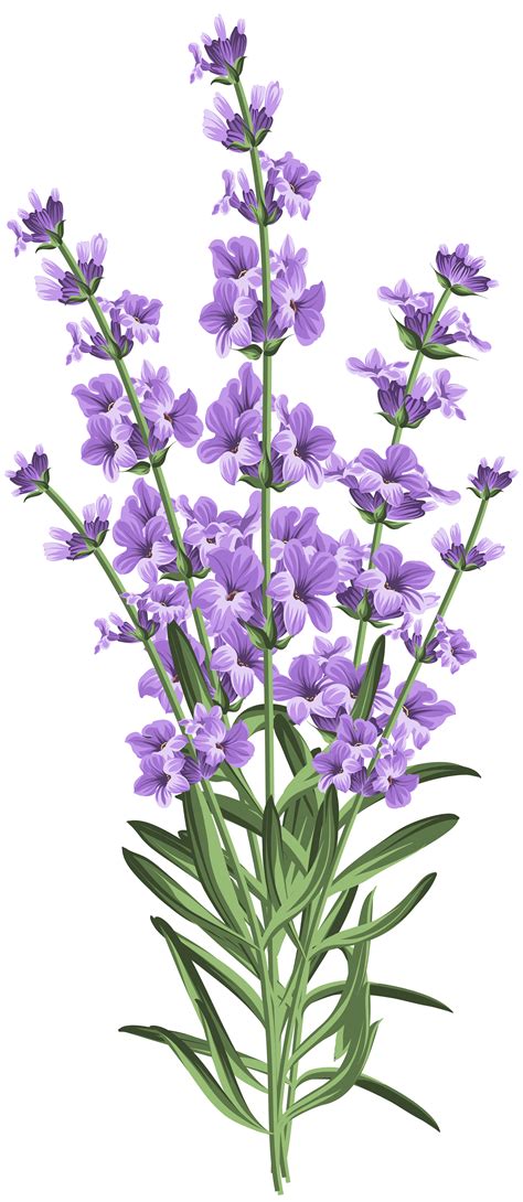 Lavender clipart lavender wedding, Lavender lavender wedding Transparent FREE for download on ...