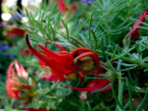 Maybe you would like to learn more about one of these? Lotus Amazon Sunset Plant