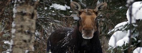 Poos Clues Moose Droppings Indicate Isle Royale Ecosystem Health