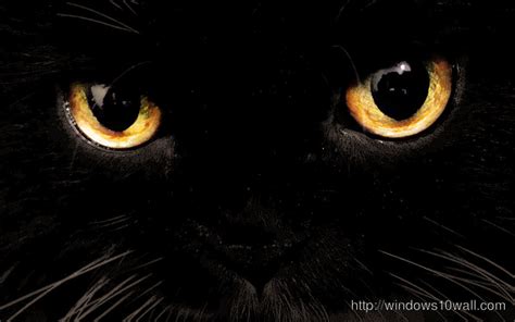 Black Cat With Yellow Eyes Wallpaper Windows 10 Wallpapers