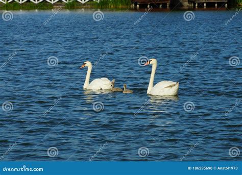 Una Familia De Dos Grandes Cisnes Blancos Y Pollitas Grises Nadan Foto