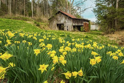 Daffodils In Field By Old Barn Smoky Mountains Photograph By Carol