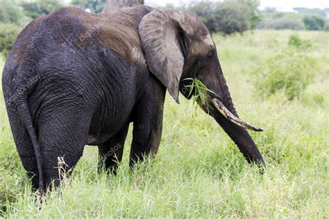 African Bush Elephant Loxodonta Africana — Stock Photo © Ursula1964