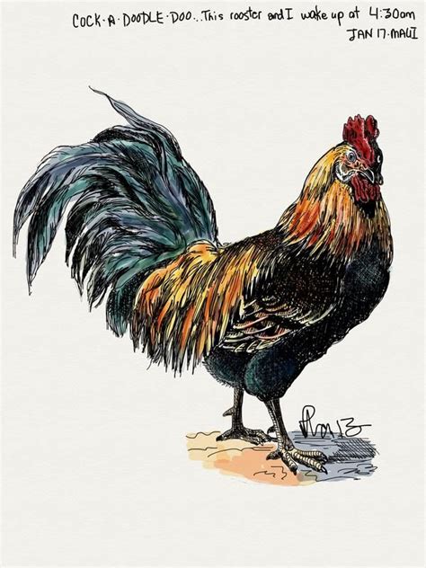 Great Illo By Margi Laurin Rooster Images