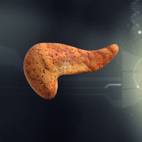 Human Pancreas Anatomy 3D body | CGTrader