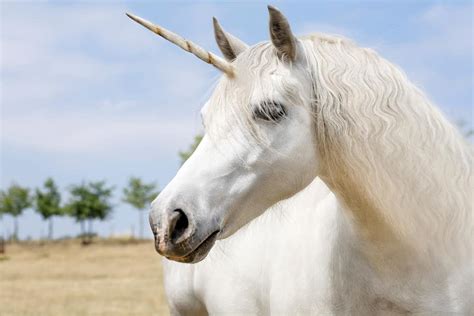 What Does A Unicorn Symbolize Spiritual Meanings