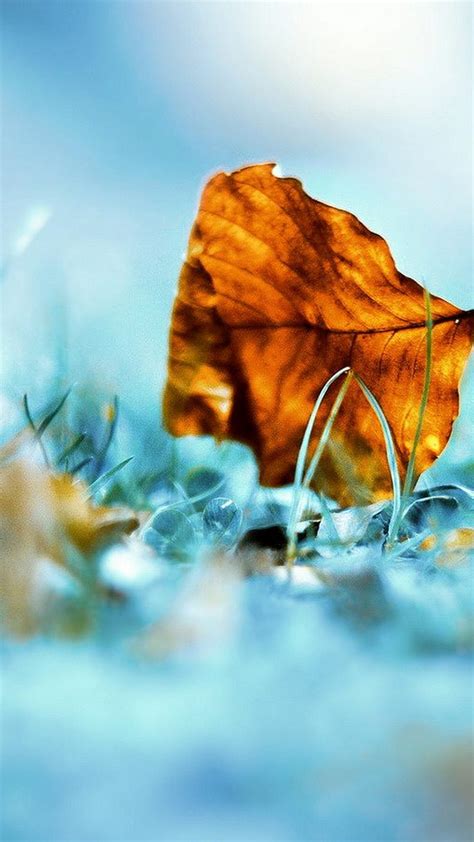 Unique iPhone 7 Wallpaper HD | 2021 Phone Wallpaper HD This collection includes popular backgrounds like ori de silent, sourcedappleclouds and sakura.