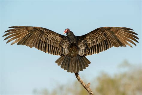 Turkey Vulture Flying Turkey Vultures Have A Keen Sense Of Smell And