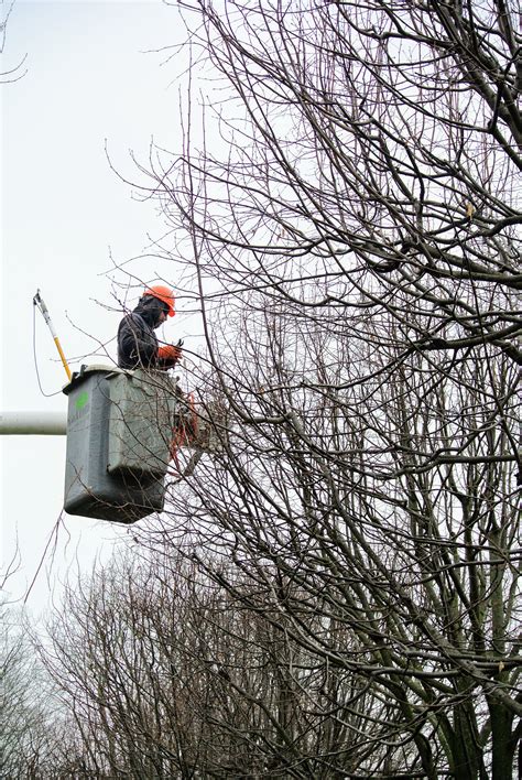 Pruning My Linden Trees The Martha Stewart Blog