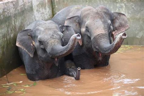 trois éléphants tombés au fond d un bassin dans le sud ouest de la chine ont été sauvés par des