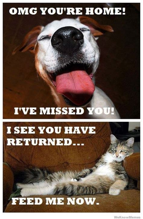 25 Most Adorable Dogs With Cats Memes Cat Vs Dog Funny