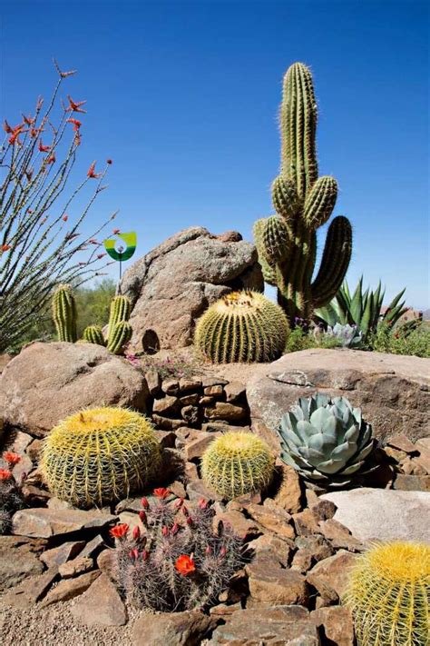 21 Cheap Desert Backyard Landscaping Ideas Drought Tolerant Gardens
