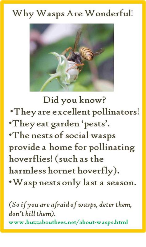 Benefits Of Wasps In The Garden Fasci Garden
