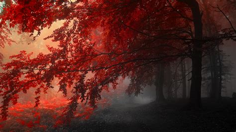 Free Download 4k Wallpaper Nature Trees Autumn Red Gray 4288x2848
