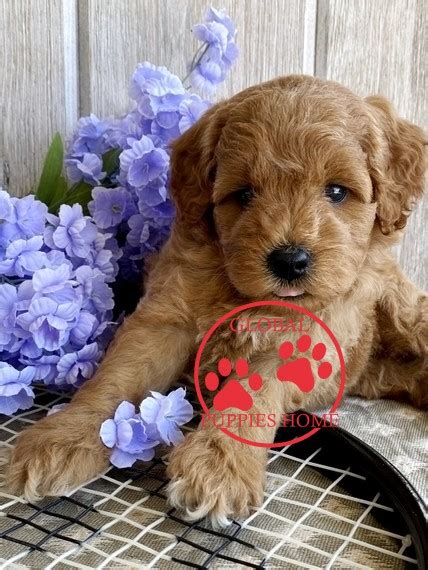 3 year health guarantee, refun. Goldendoodle puppies under $1000 near me - Global Puppies Home
