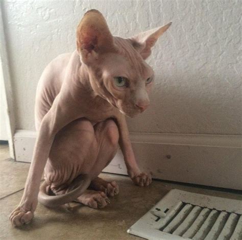 30 Sphynx Cats That Are Not Just Cool Theyre Super Cool