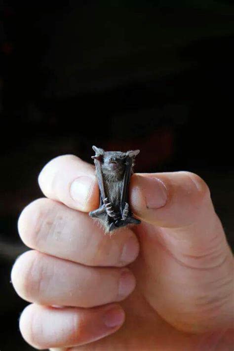 Please stay and have a chat. Belize's Tiniest Little Bat "Bumblebee Bat" - Belize ...
