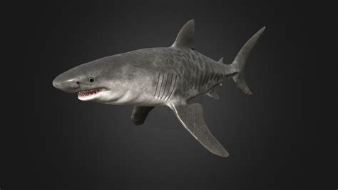 Tiger Shark Buy Royalty Free 3d Model By Rifat3d 0256bb6