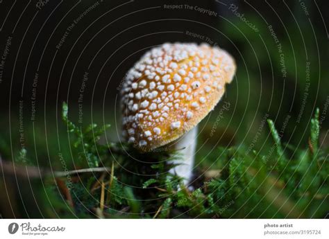 Fly Agaric Amanita Muscaria A Royalty Free Stock Photo From Photocase