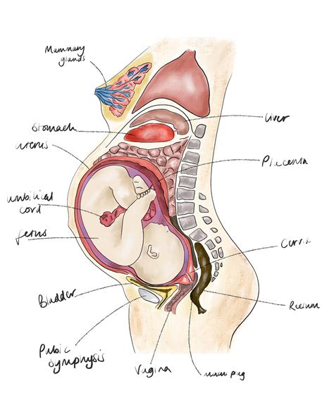 The Anatomy Of The Pregnant Woman Etsy UK