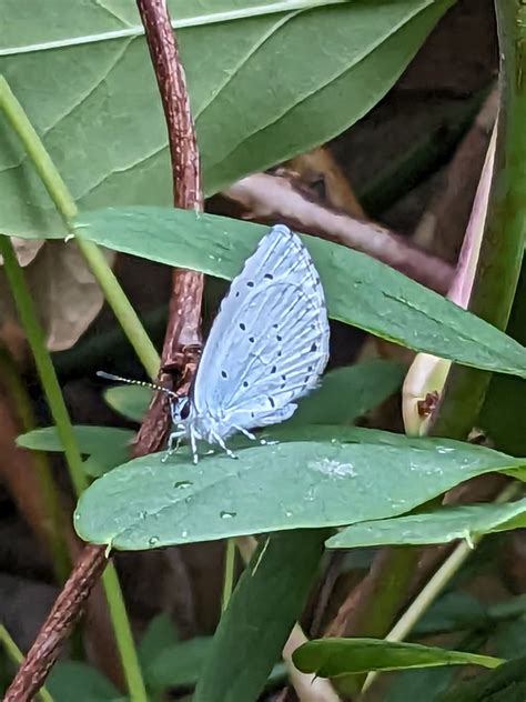 Holly Blue Sturminster Newton Dorset Butterflies