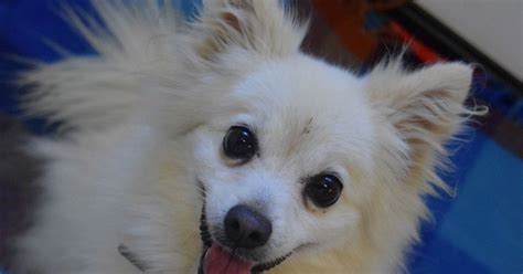 Tina Small Female Pomeranian X Japanese Spitz Mix Dog In Qld Petrescue