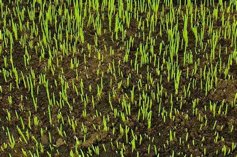 Like any other plant, grass seed must be properly planted in order to grow. Best Grass Seed for Under Pine Trees - Top-5 Gardening Adviser Options