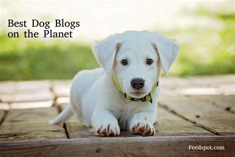 Top 100 Dog Blogs Every Pet Lover Must Read Dogs And Animal Blogs