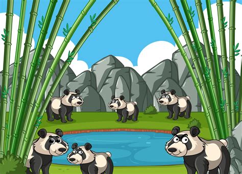 Pandas Dans La Forêt De Bambous 370149 Telecharger Vectoriel Gratuit