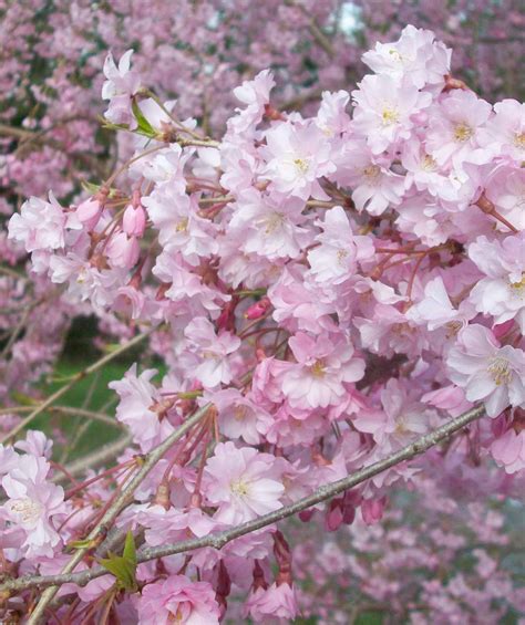 When the tree is severely infected over several seasons the fungus will infect. Weeping Flowering Cherry - low form - Bower & Branch