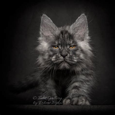 What Are The Most Common Colors Of Maine Coon Cat