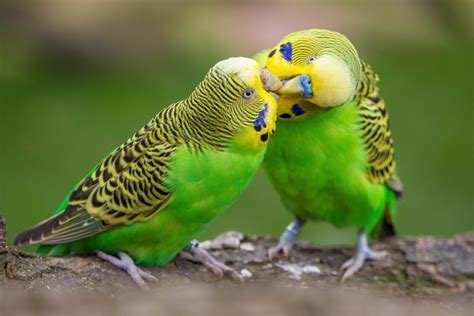 Why Budgies Are Better In Pairs Andalucia Raid
