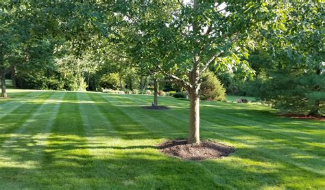 Organic Lawn Care The Advantages And Disadvantages