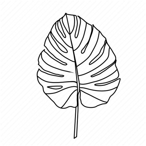 Botanical Leaf Leaves Monstera Nature Icon Download On Iconfinder