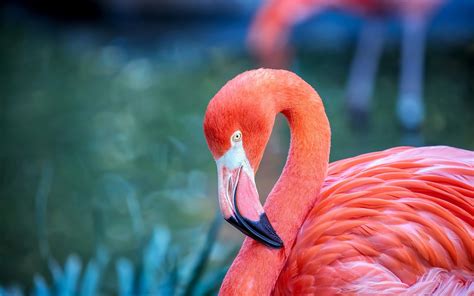 Download Wallpapers Pink Flamingo Beautiful Pink Bird Lake Wildlife