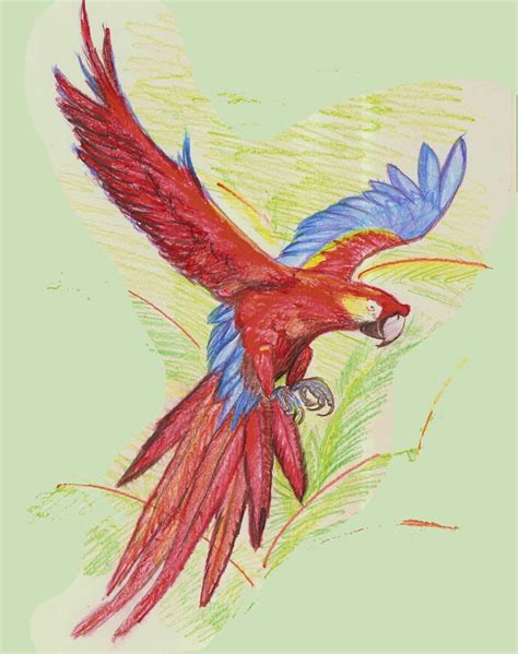 Arara Vermelha Scarlet Macaw Desenho De Arara Arara Desenho