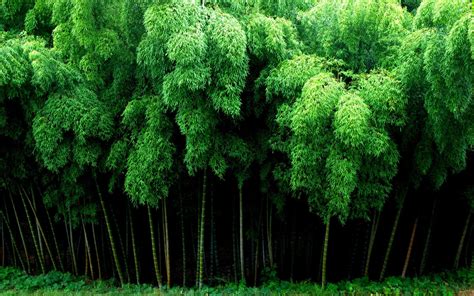 Bamboo Forest Wallpapers Top Free Bamboo Forest Backgrounds