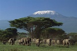 Kilimanjaro National Park | Picture Tanzania Safari