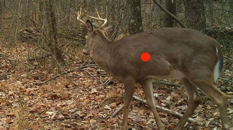 Shot Placement For Deer
