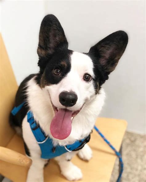 White raven cardigan welsh corgis is not a single breeder. Pin by Mary Fran Salines on CORGI DOGS! | Cardigan welsh ...