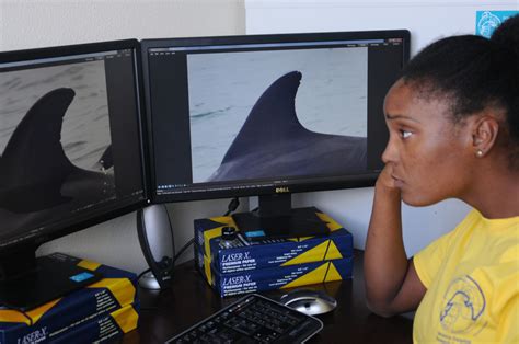 Internships Sarasota Dolphin Research Program