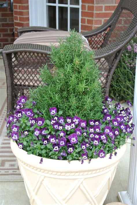 A whole dale filled, but nod even one full hand? Rosemary and violas in a container. Violas do well here in ...
