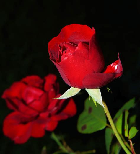 Free Images Blossom Flower Petal Love Red Romantic Flora