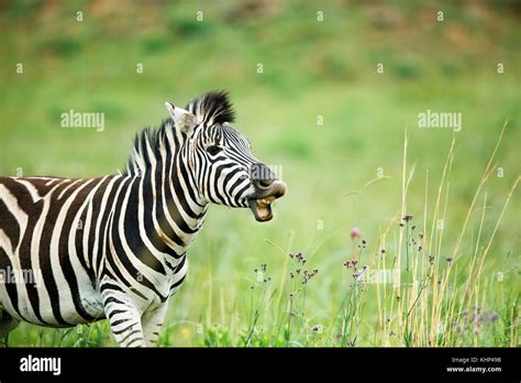 Burchells Zebra Equus Burchellii Stallion In Territorial Display