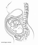 Pregnancy Kleurplaat Bauch Womb Zwanger Schwangerschaft Sketch sketch template