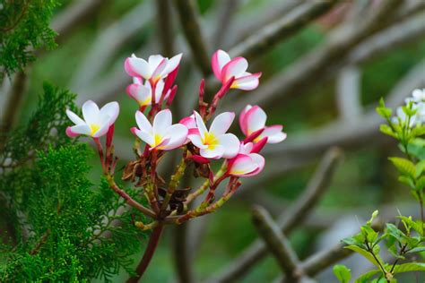 An Alphabetical List Of Tropical Flower Names With Facts