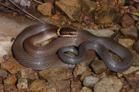 Maybe you would like to learn more about one of these? Ring-necked Snake (Diadophis punctatus)