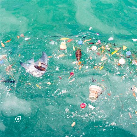 Plastikmüll In Den Ozeanen Die Verheerenden Folgen Für Die Umwelt Veganstrom