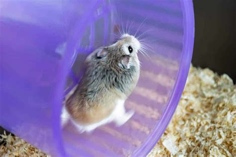 Robo Dwarf Hamster Eating Chewing Food From Bowl In Cage Stock Photo Download Image Now IStock