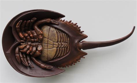 Horseshoe Crab Incredible Creatures By Safari Ltd Animal Toy Blog